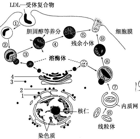 核被膜和內質網都可以附著核糖體.