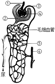 肾单位结构图简图图片