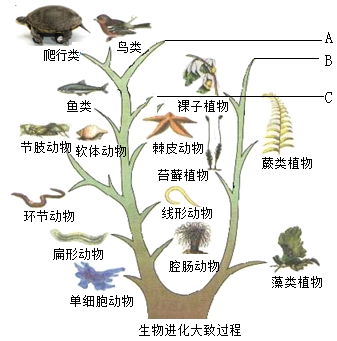 动植物进化大致历程图图片