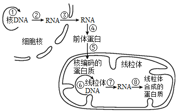 下图为动物细胞中蛋白质的生物合成过程示意图请据图回答下列问题