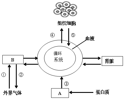 氣體的交換與運輸 肺與外界的氣體交換(1)①,②表示肺泡與血液之間的