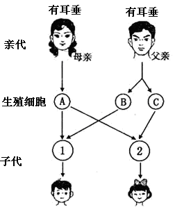 生物的遗传和变异 生物的性状和遗传【推荐3】下图为生男生女图解,请