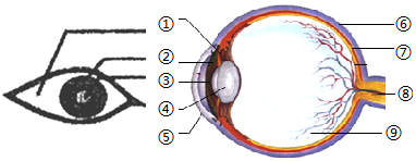 下圖是人眼球結構示意圖請據圖回答