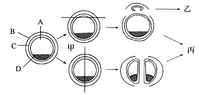 胚胎分割示意图图片