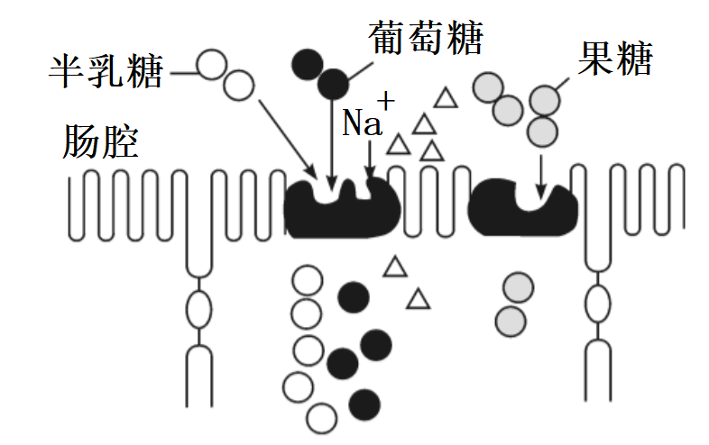 糖类的消化过程示意图图片