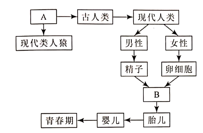 人类起源与发展示意图图片