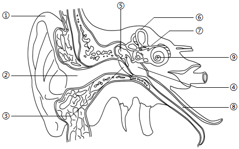 外耳结构简图图片