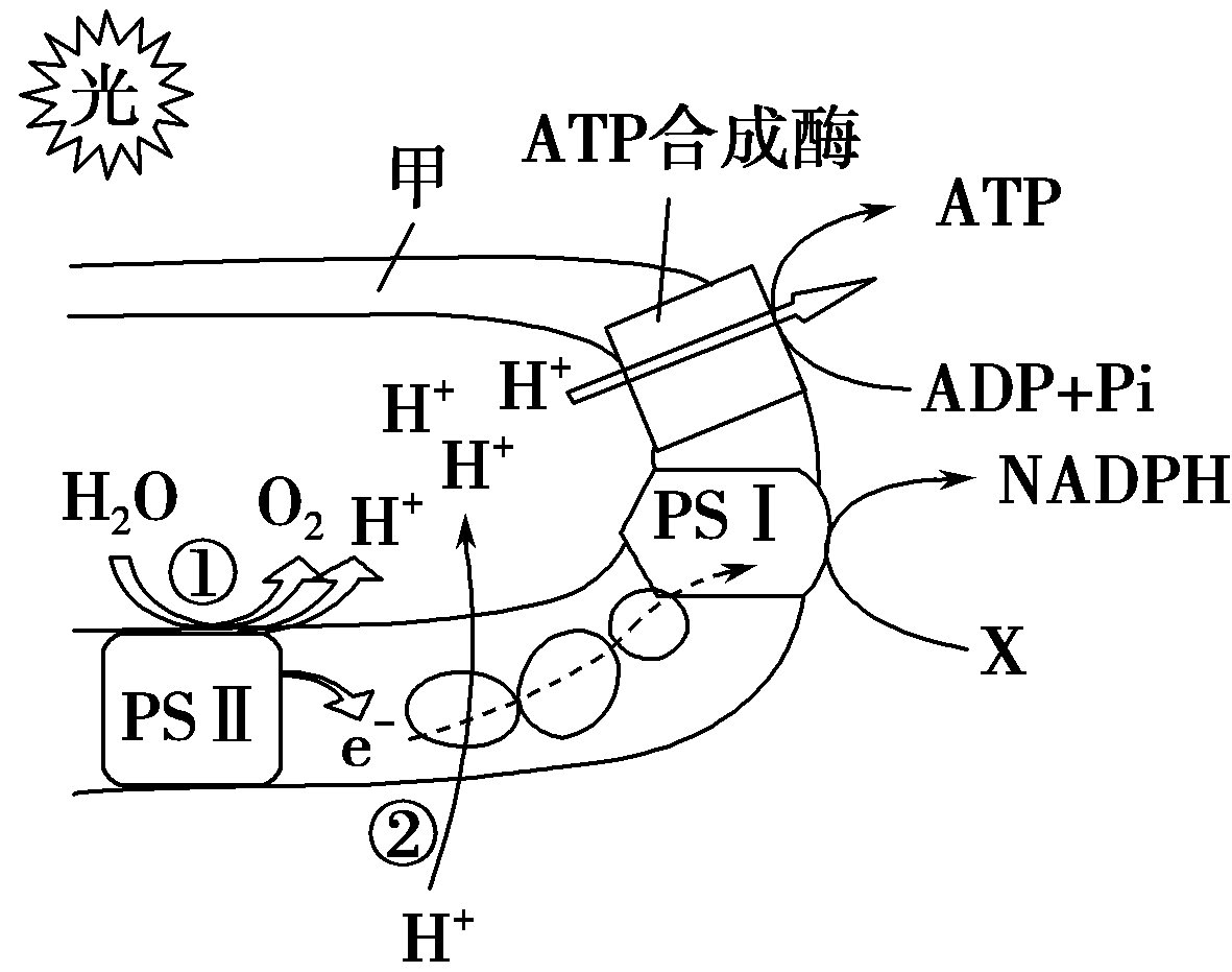 如圖表示水稻細胞中與光合作用相關的結構和生理過程,圖中的psⅡ和ps