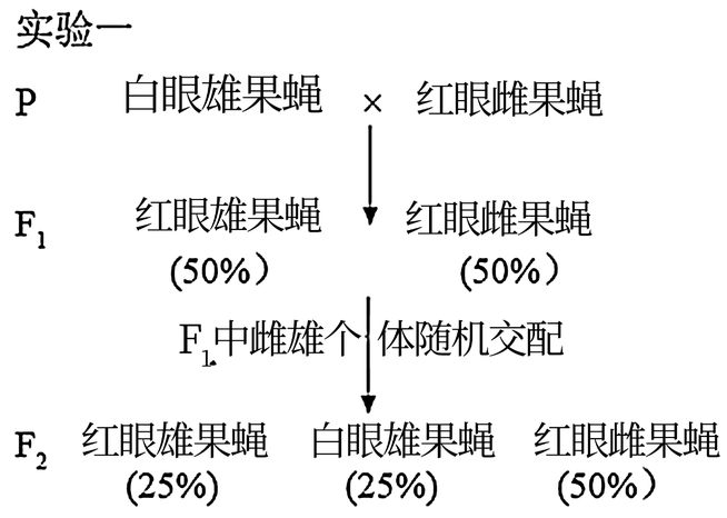 下图为果蝇体细胞的染色体图解