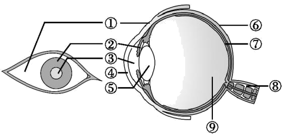 眼球的结构示意图手绘图片