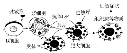 如图表示过敏反应发生的机制组织胺的释放会引起毛细血管通透性增高