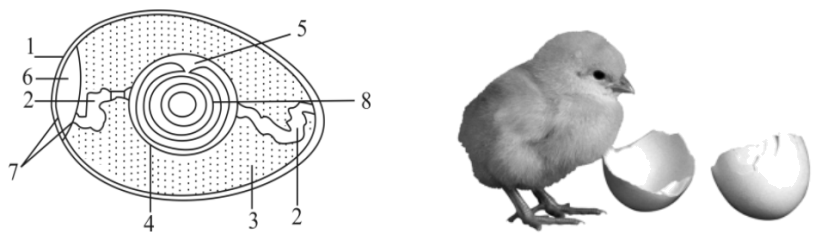 小民在课上完成观察鸡卵的结构实验并绘制如下鸟卵结构模式图,回答