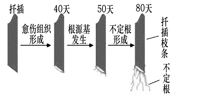 素类似物促进插条生根的最适浓度【推荐3】为提高银杏枝条扦插成活率