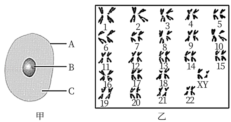 下图为果蝇体细胞的染色体图解,图中ii,iii,iv,x,y表示染色体,a,a,w