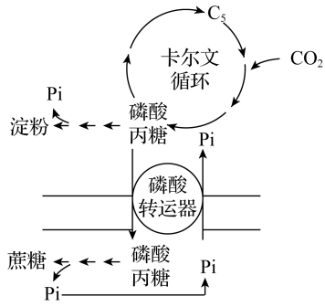 下圖為正常綠色植物的葉綠素a的吸收光譜,色素總吸收光譜以及光合作用