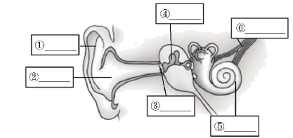 生物耳朵结构图简笔画图片