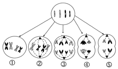 下图为某一动物体细胞分裂过程示意图下列叙述错误的是