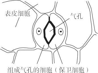 rubisco是大量存在於植物細胞葉綠體中的酶,參與co