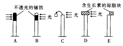 胚芽鞘向光弯曲图片