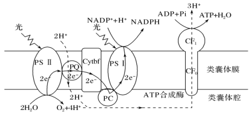 複合體能吸收利用光能進行電子的傳遞pqcytbfpc是傳遞電子的蛋白質