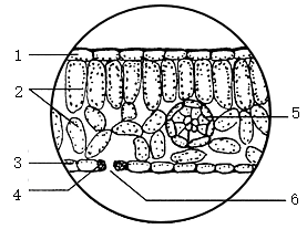 单子叶植物 结构图图片
