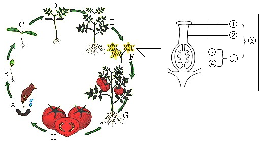 番茄又称西红柿我国的番茄产量居世界第一如图为西红柿的生活史图ah
