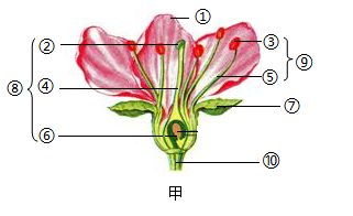生物花的结构图真花图片