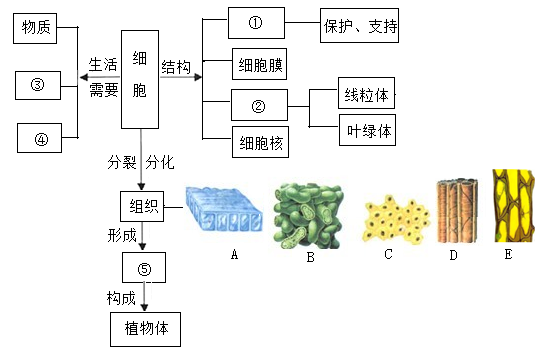 初中生物概念图细胞图片