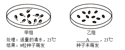 绿豆种子结构图片