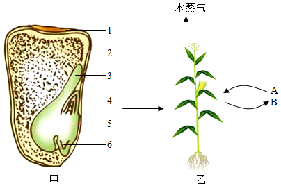 玉米根茎结构图图片