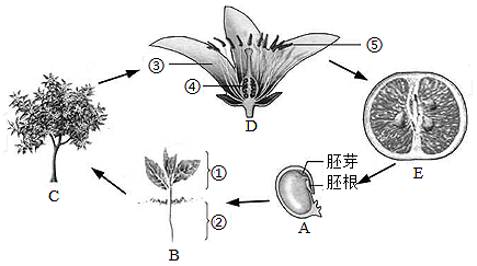 橘子籽结构图片