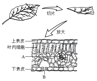 1】如图表示将菠菜叶制成临时切片后在显微镜下观察到的叶片的结构图