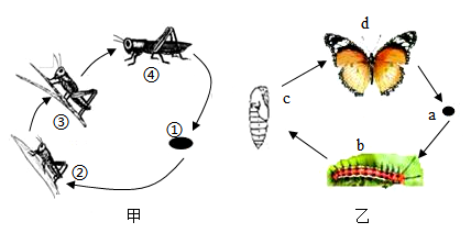 昆虫的变化过程简笔画图片