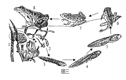 如图为家蚕蝗虫和青蛙的生长发育和繁殖过程请据图回答