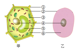 下圖為動物細胞和植物細胞的結構模式圖數字①⑥表示相應的細胞結構