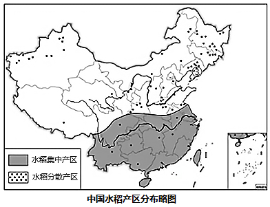 超优611水稻种子简介图片