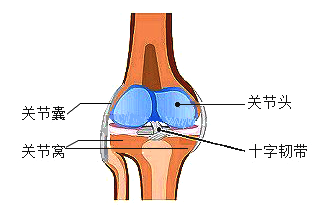 关节头关节窝图片图片