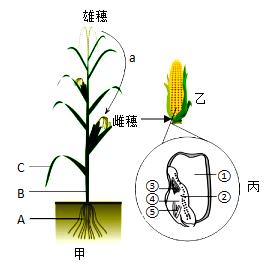 玉米雄花生长在植株的顶端,组成雄穗,花粉多而轻;雌花生长在植株的