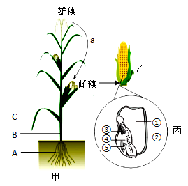 下圖為菜豆種子和玉米種子結構示意圖據圖回答下列問題