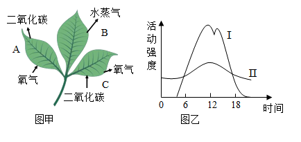 细胞呼吸图像分析图片