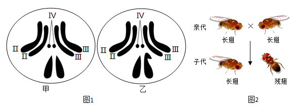 图1表示雌雄果蝇体细胞的染色体组成,图2表示亲代果蝇的长翅与长翅