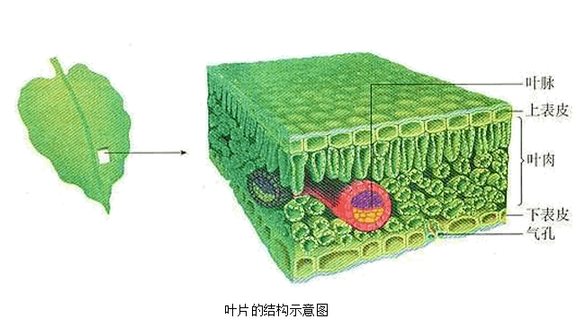 下图是同学们用显微镜观察的某植物叶表皮结构的示意图