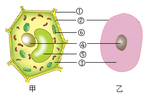 下图是植物细胞和动物细胞结构示意图请据图回答
