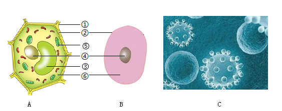 动植物细胞图简图图片