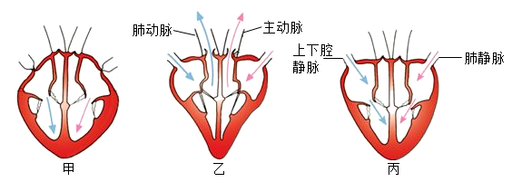 推荐1 下图是心脏工作示意图