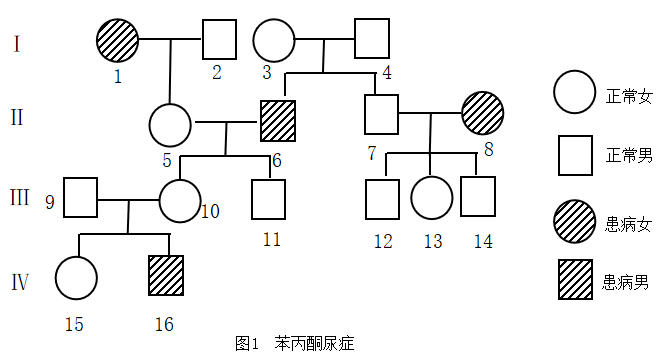 遗传图谱怎么画图片