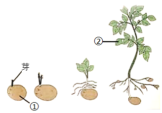 马铃薯无性生殖方式图片