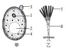 如图是某学生利用显微镜观察到的酵母菌和青霉菌形态结构简图请据图