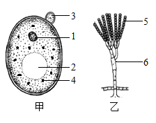 如圖是某學生利用顯微鏡觀察到的酵母菌和青黴菌形態結構簡圖請據圖