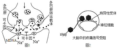 中脑边缘多巴胺系统是脑的奖赏通路,通过多巴胺使此处的神经元兴奋